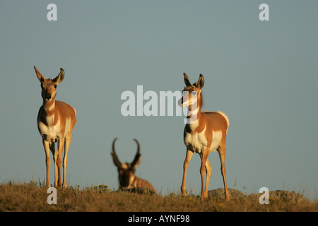 L'antilope d'argent et n'en rut Banque D'Images