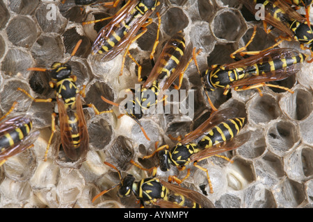 Les guêpes Polistes dominulus (papier) sur leur nid. Banque D'Images