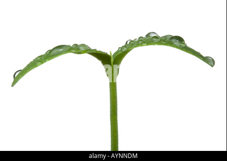 Plan Macro sur un jeune semis de plantes avec de l'eau gouttelettes sur les feuilles isolées sur fond blanc Banque D'Images