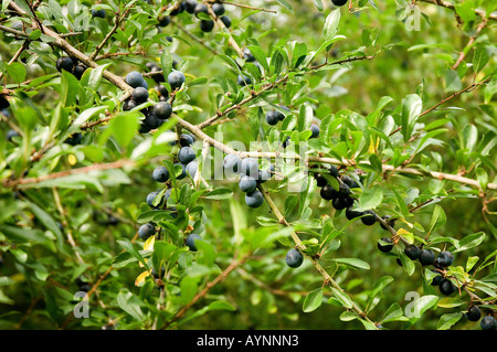 Gros plan de baies sauvages de l'aloe prunus spinosa Angleterre Royaume-Uni Grande-Bretagne Banque D'Images