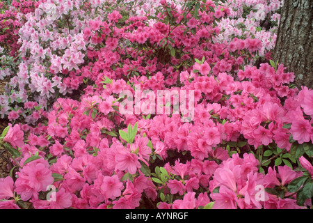 Azalées roses en fleur au printemps sur l'île de Hilton Head, Caroline du Sud Banque D'Images