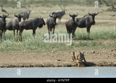 Un guépard de boire à partir d'un point d'eau dans le Kalahari désert semi tandis qu'un troupeau de gnous bleus. Banque D'Images