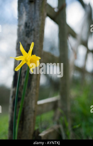 Narcisse jonquille Peeping Tom à côté d'un bar 5 porte en bois dans la campagne anglaise. Evenley Evenley jardins, bois, Northamptonshire, Angleterre Banque D'Images