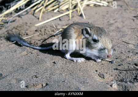 Portrait d'un Littré Dipodomys merriami rat kangourou s un rongeur du désert dans le sud-ouest américain Banque D'Images