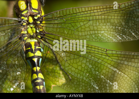 Le sud de Hawker (Sud) dragonfly AESHNA Aeshna cyanea mâle,,. Banque D'Images