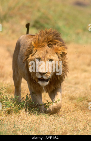 African lion mâle en Tanzanie Banque D'Images