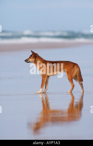 Dingo australien on beach Banque D'Images