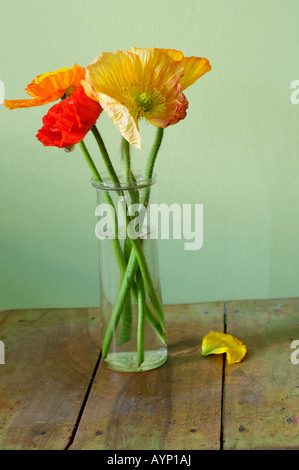 Coquelicots dans un vase Banque D'Images