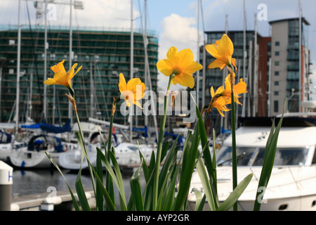 Ouvert en 2000, Ipswich Haven Marina est le 250-installation d'amarrage situé dans le bassin à flot dans le port d'Ipswich. Banque D'Images