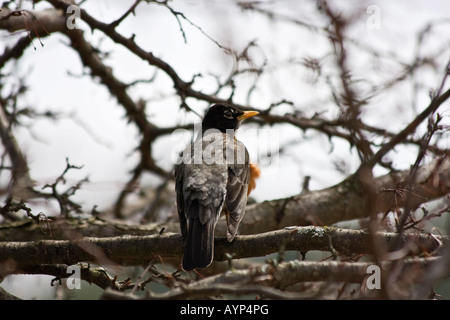 American Robin Turdus migratorius un oiseau assis sur une branche de l'arbre dans le parc public angle bas Fermer personne horizontal dans l'Ohio USA US haute résolution Banque D'Images