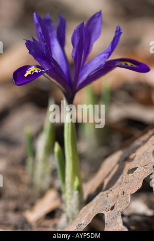 Violet Iris reticulata harmonie début printemps fleur flou flou flou arrière-plan gros plan détail personne vertical aux États-Unis US haute résolution Banque D'Images