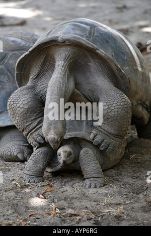 Les tortues géantes d'Aldabra (Geochelone gigantea) l'accouplement, l'île de La Digue, Seychelles Banque D'Images