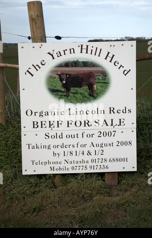 Inscrivez-advertsing bœuf biologique troupeau de bovins, d'un fil rouge Lincoln Hill troupeau, Iken, Suffolk, Angleterre Banque D'Images
