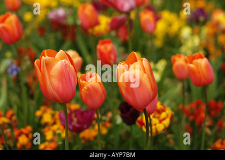 Les tulipes à Dublin Banque D'Images