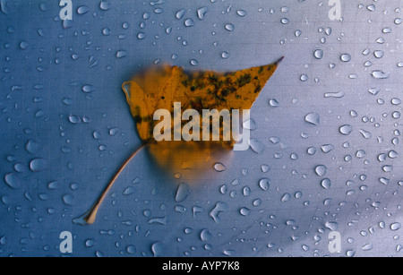 Détail d'une feuille avec des gouttelettes de pluie sur une tente France Banque D'Images
