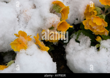 Primevères Primula vulgaris couvert de neige de printemps Avril 2008 Londres Banque D'Images