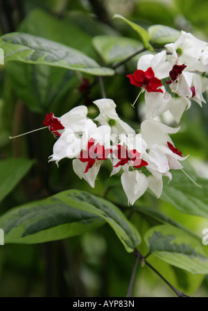 Le Cœur-aka Bleeding Heart Vine, Clerodendron Clerodendrum ou gloire Bower thomsonii Variegatum Clerodendrum syn thomsonia Banque D'Images