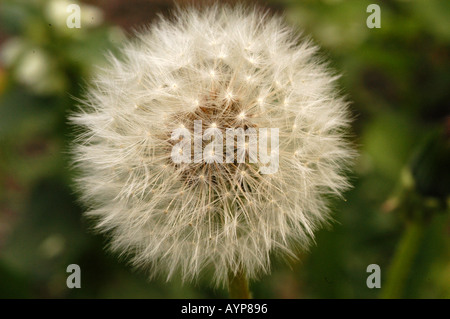 Gros plan d'un taraxacum de pissenlit en pelucheux boule de graines sur un fond vert flou. Banque D'Images