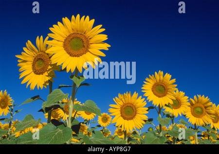 Tournesols contre un ciel bleu profond près de Forcalquier le Vaucluse provence france Banque D'Images