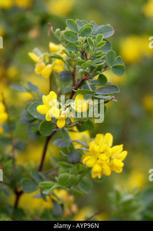 La vesce Coronilla valentina couronne méditerranéenne Banque D'Images