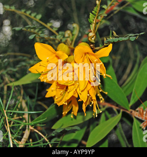 Sophora sp. (Kowhai, Nouvelle-Zélande) Laburnum Banque D'Images