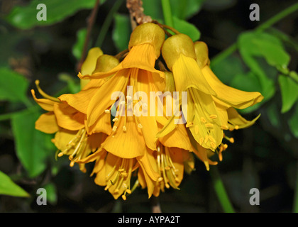 Sophora sp. (Kowhai, Nouvelle-Zélande) Laburnum Banque D'Images