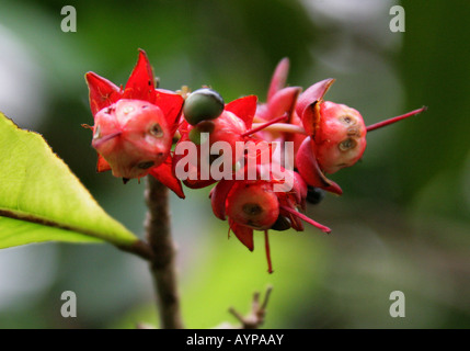 Plante africaine Mickey Mouse alias African Birds Eye Bush, Ochna mossambicensis Banque D'Images