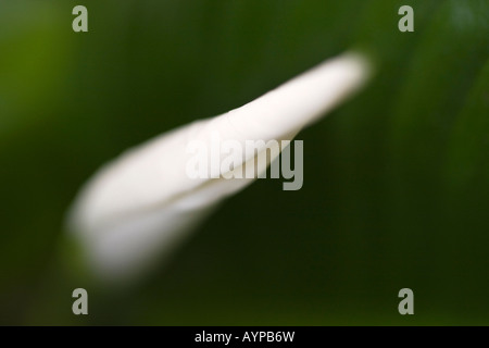 Peace Lily Spathiphyllum Wallisii fleur blanche photos photos photos photo gros plan horizontal aux États-Unis US haute résolution Banque D'Images