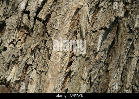 Close-up d'écorce Banque D'Images