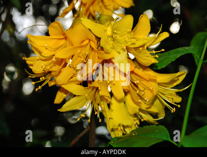 Sophora sp. (Kowhai, Nouvelle-Zélande) Laburnum Banque D'Images