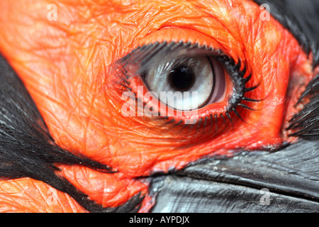 De près de l'œil d'un calao terrestre du sud (Bucorvus leadbeateri ) Banque D'Images