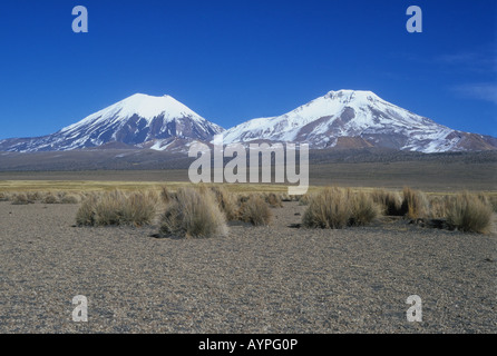 Volcans Payachatas Parinacota (L, R) et ichu Pomerape (herbe Jarava ichu) Tufts, le parc national de Sajama, Bolivie Banque D'Images