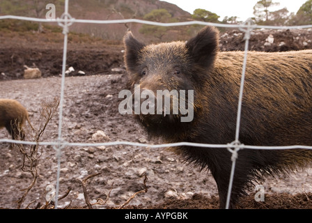 Le sanglier dans l'enceinte clôturée, Alladale Estate, Ecosse Banque D'Images