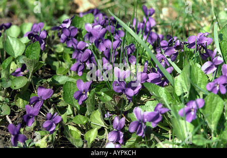 Fleurs de Printemps sauvage dans le domaine violette odorante Viola Adoratia Banque D'Images