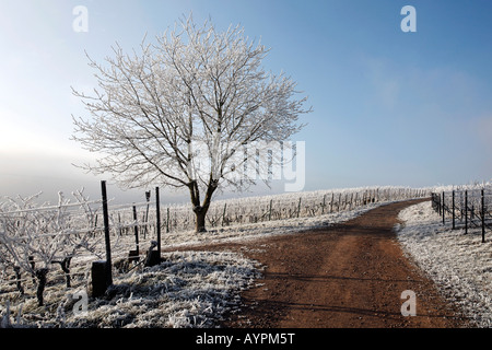 Paysage couvert de gel, région du Palatinat, Rhénanie-Palatinat, Allemagne Banque D'Images