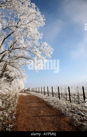 Paysage couvert de gel, région du Palatinat, Rhénanie-Palatinat, Allemagne Banque D'Images