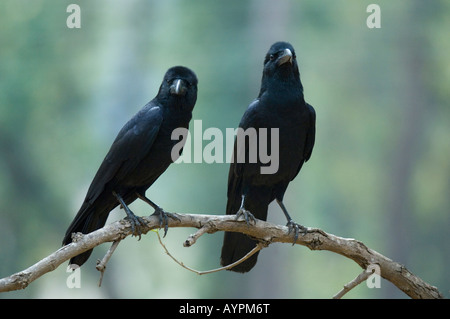 Corneilles ou à gros bec (Corvus macrorhynchos Jungle) Parc national de Kanha EN INDE Banque D'Images