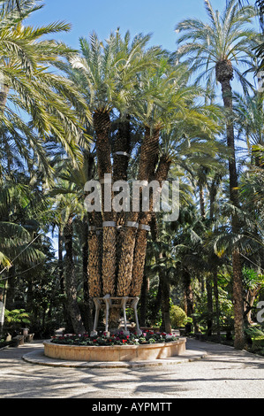 Palmera impérial (Imperial Palm), Huerto del Cura Gardens, Palmeraie d'Elche, Elx, Alicante, Costa Blanca, Espagne Banque D'Images