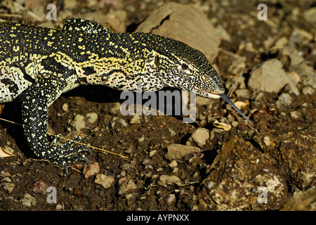 Portrait d'un Varan du Nil (Varanus niloticus), Chobe National Park, Botswana, Africa Banque D'Images