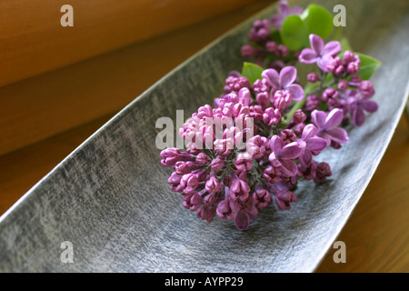 Un bouquet de lilas placé sur une barre métallique Banque D'Images