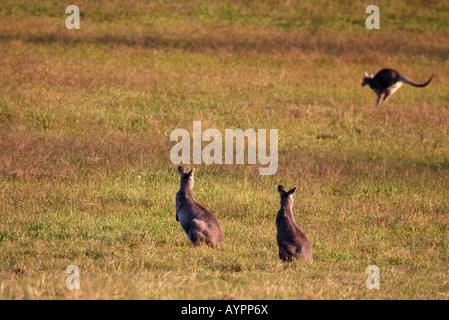 (Euro) wallaroo commun, macropus robustus, deux adultes regardant un troisième à l'autre dans la distance Banque D'Images