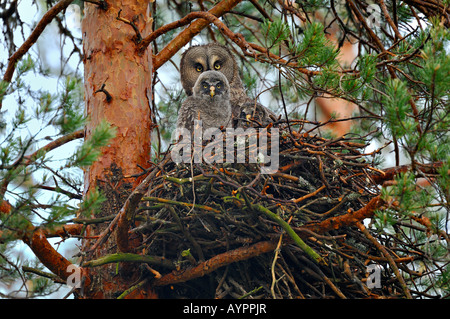 Chouette lapone Laponie ou Owl (Strix nebulosa), femme avec de jeunes dans aerie, dalarna, Suède, Scandinavie Banque D'Images