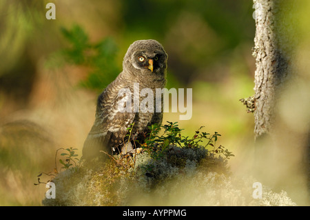 Jeune Chouette lapone Laponie ou Owl (Strix nebulosa), dalarna, Suède, Scandinavie Banque D'Images