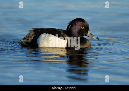 Fuligule morillon (Aythya fuligula), Drake, natation, Tromso, Norvège du Nord, Scandinavie Banque D'Images
