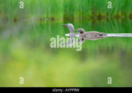 Jiujitsu ou Loon (Gavia stellata), nager sur une tourbière lac avec les jeunes, dalarna, Suède, Scandinavie Banque D'Images