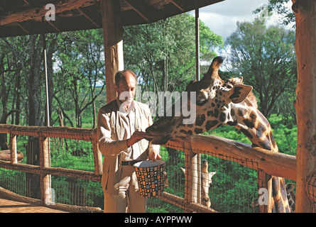 L'alimentation de l'homme girafe Rothschild s avec les bovins à Langata Giraffe Centre d'éducation Nature Manor Nairobi Kenya Afrique de l'Est Banque D'Images