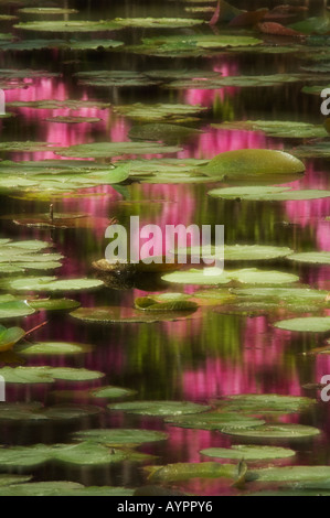 Soft Focus conforme de Azalea Fleurs reflète dans étang couvert de Lilly Pads Cypress Gardens près de Charleston en Caroline du Sud Banque D'Images