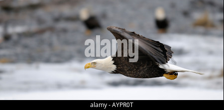 Pygargue à tête blanche (Haliaeetus leucocephalus) en vol, péninsule de Kenai, Alaska, USA Banque D'Images