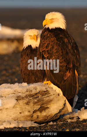 Pygargue à tête blanche (Haliaeetus leucocephalus) couple perché sur une banquise dans la première lumière, péninsule de Kenai, Alaska, USA Banque D'Images