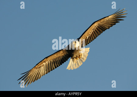 Pygargue à tête blanche (Haliaeetus leucocephalus) en vol, péninsule de Kenai, Alaska, USA Banque D'Images